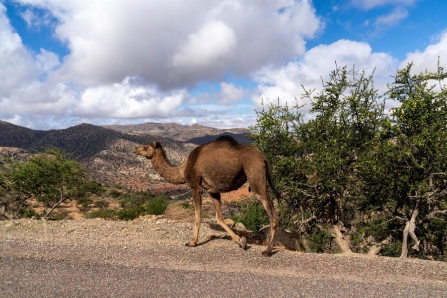 Atlas Camel Trek